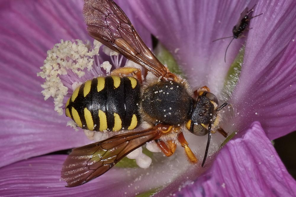 Apidae Megachilinae da id.